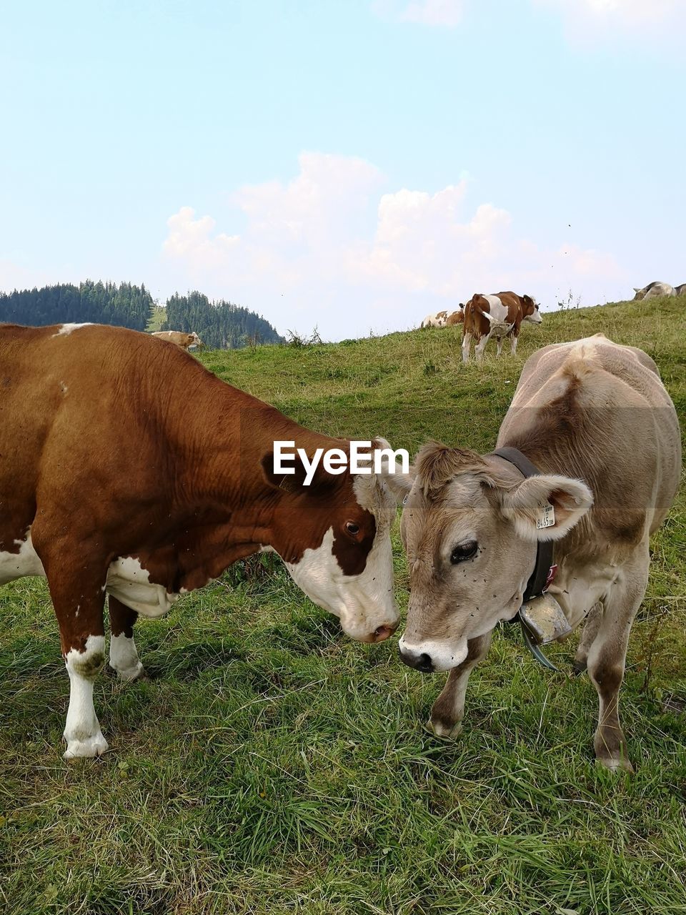 Cows on a pasture on winklmoosalm in the bavarian alps 