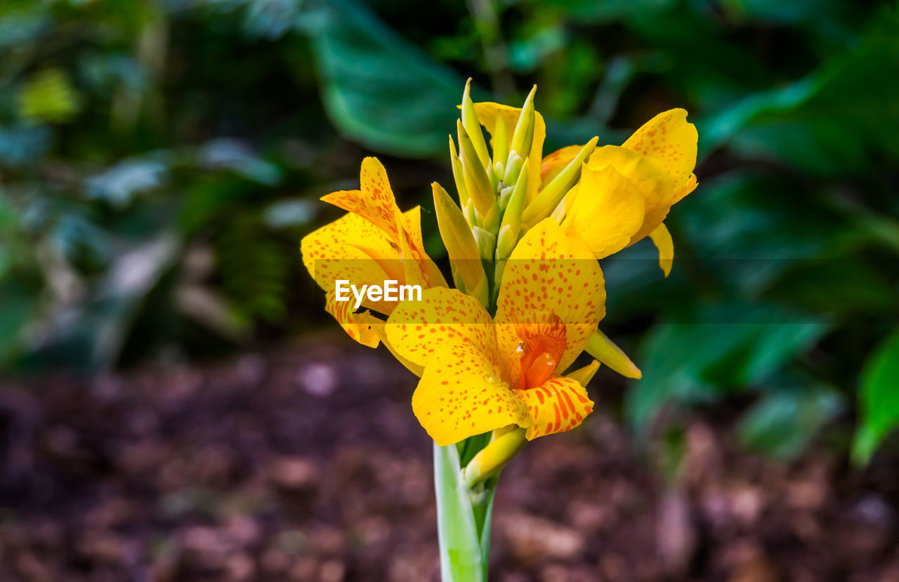 Close-up of yellow flowering plant