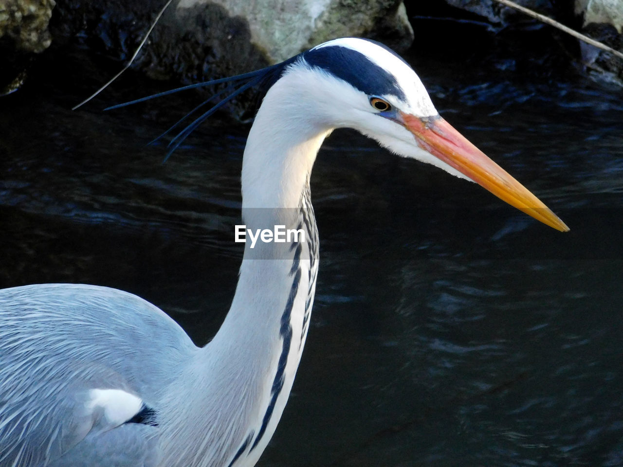 CLOSE-UP OF A BIRD