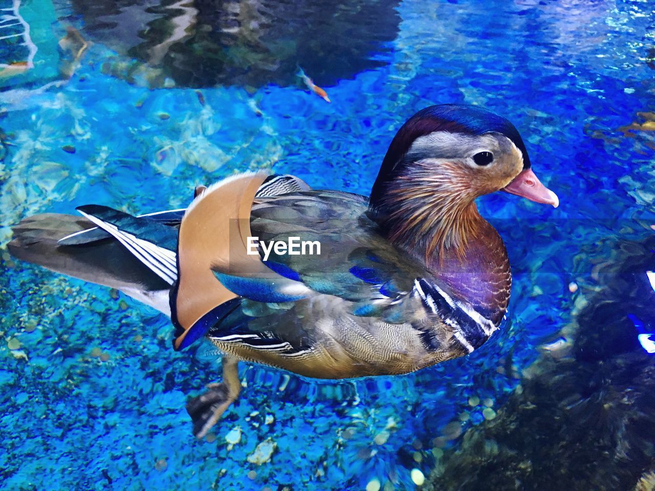 CLOSE-UP OF MALLARD DUCK SWIMMING ON WATER