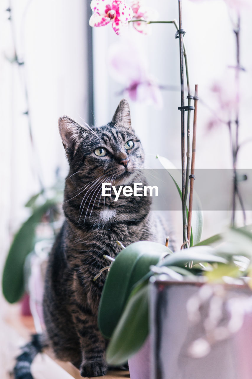 Close-up of cat sitting amidst plants