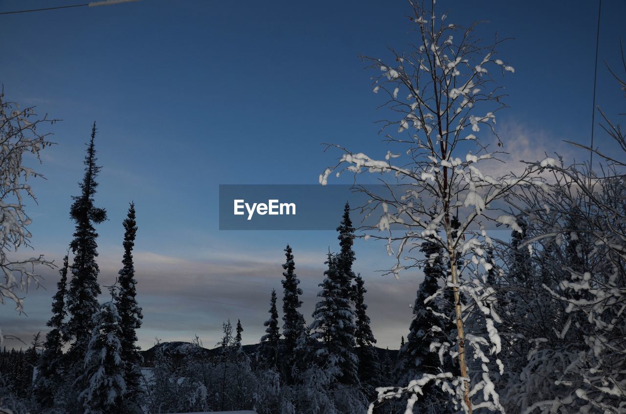 Silhouette trees in forest against sky during winter