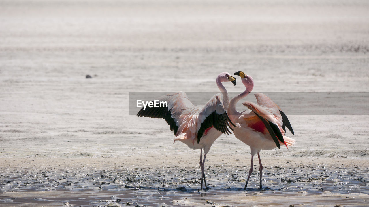 View of dancing flamingos