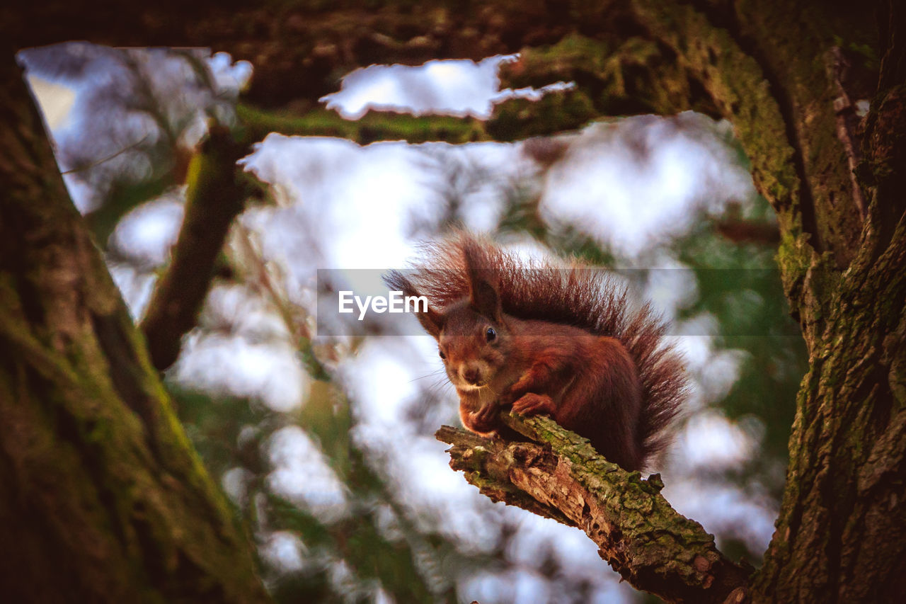 CLOSE-UP OF MONKEY ON TREE TRUNK