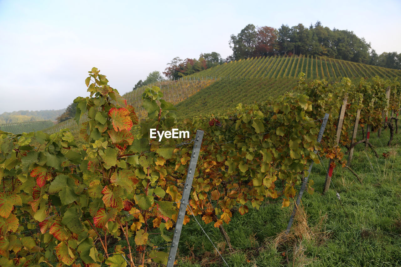 View of vineyard against sky