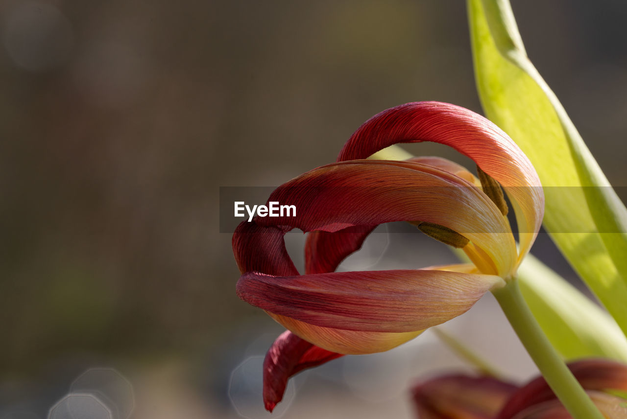 flower, plant, flowering plant, beauty in nature, freshness, close-up, petal, fragility, macro photography, nature, flower head, yellow, plant stem, inflorescence, red, focus on foreground, growth, no people, springtime, outdoors, blossom, selective focus, lily, plant part, botany, leaf
