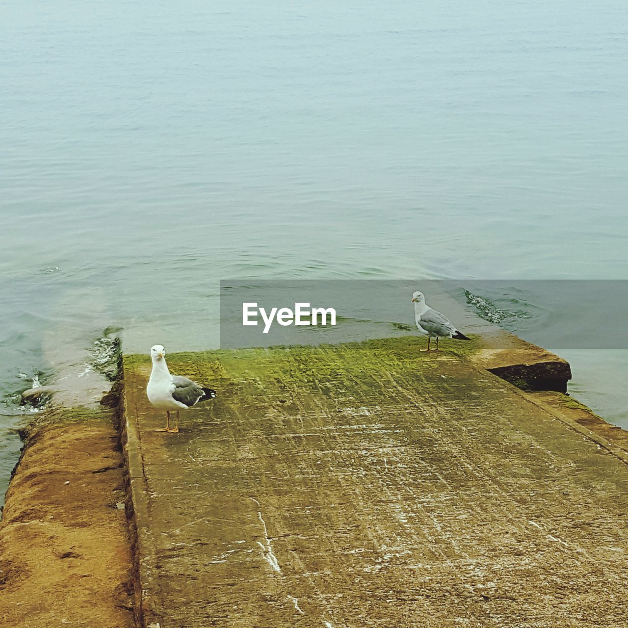 BIRDS PERCHING IN WATER