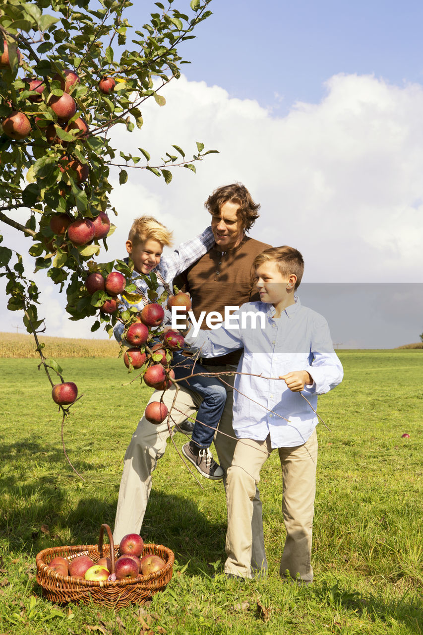 Father with two sons harvesting apples on rural meadow