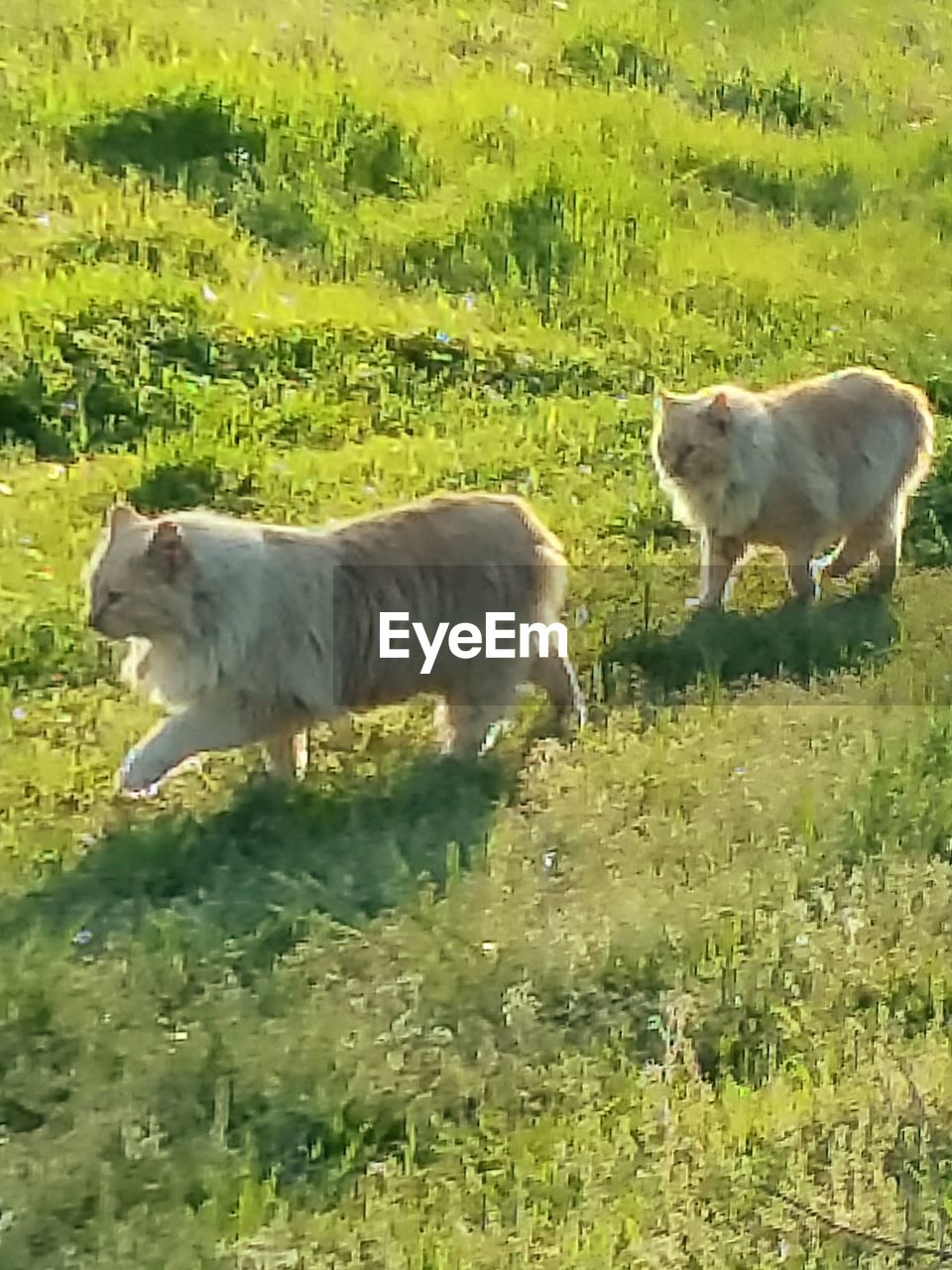 SHEEP GRAZING ON GRASSY FIELD