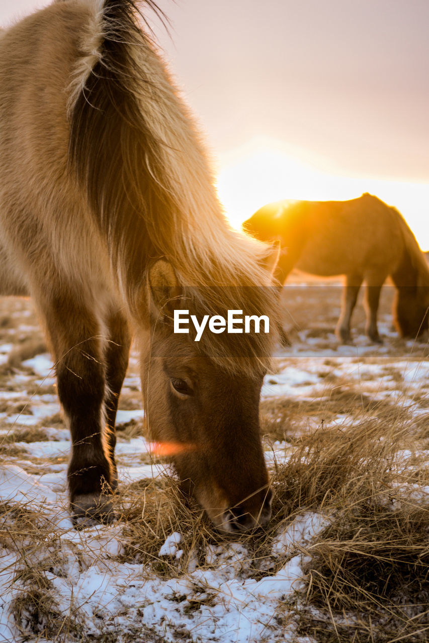 The iconic icelandic horse