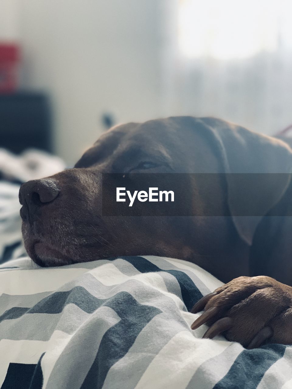 CLOSE-UP OF DOG SLEEPING