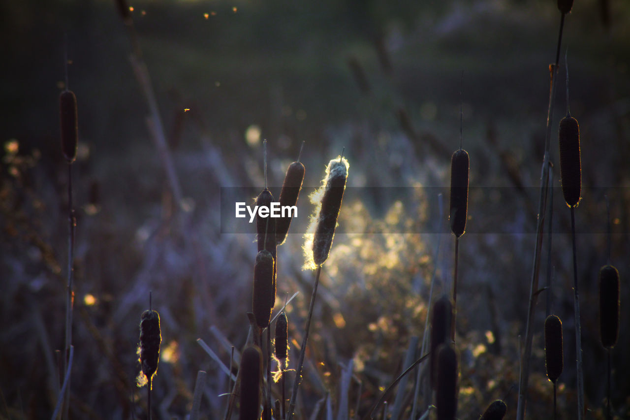 Close-up of plants on field during winter