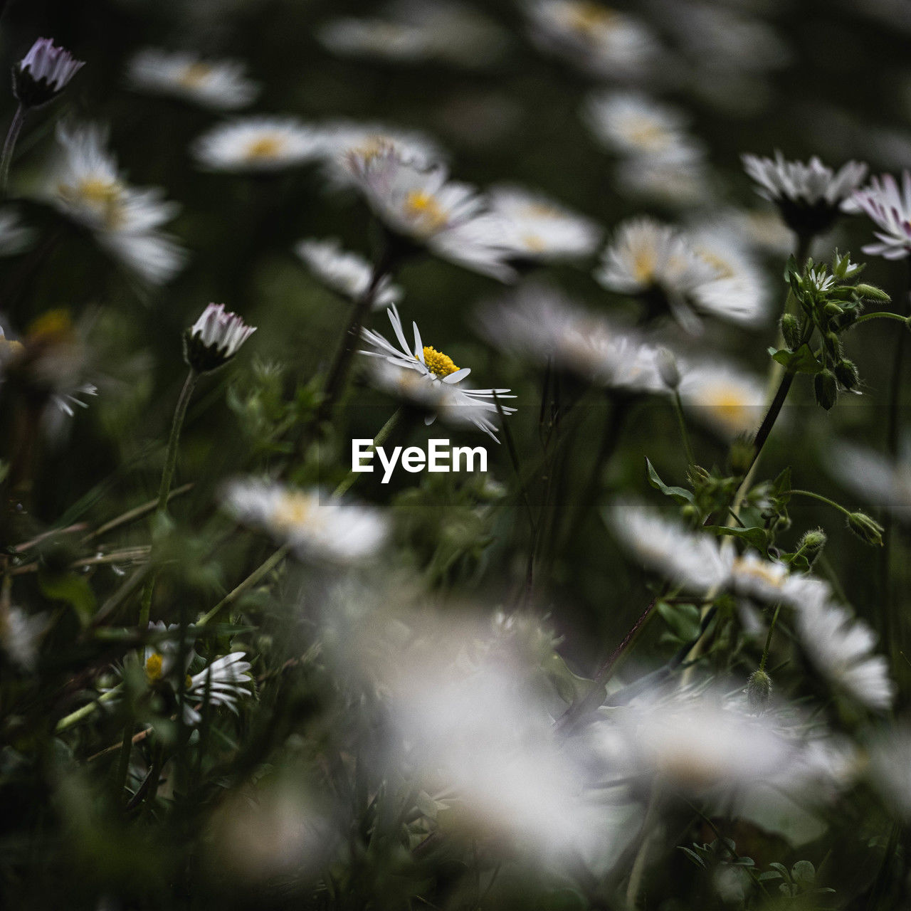 plant, nature, flower, flowering plant, beauty in nature, grass, macro photography, freshness, no people, growth, selective focus, close-up, fragility, green, leaf, outdoors, day, tree, branch, animal wildlife, animal, wildflower, daisy, land, sunlight, white, animal themes, meadow, environment