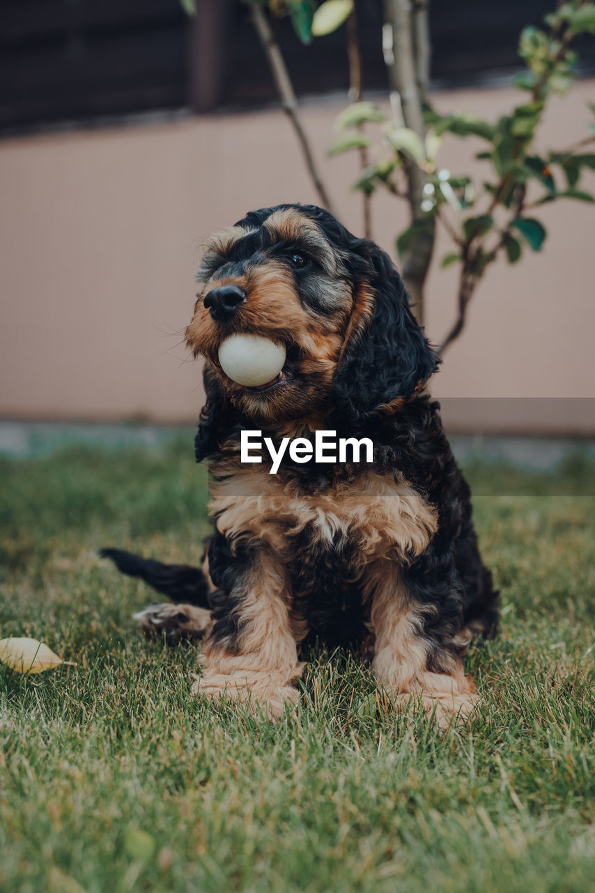 Cute two month old cockapoo puppy sitting in a garden, holding a ball in his mouth, selective focus.