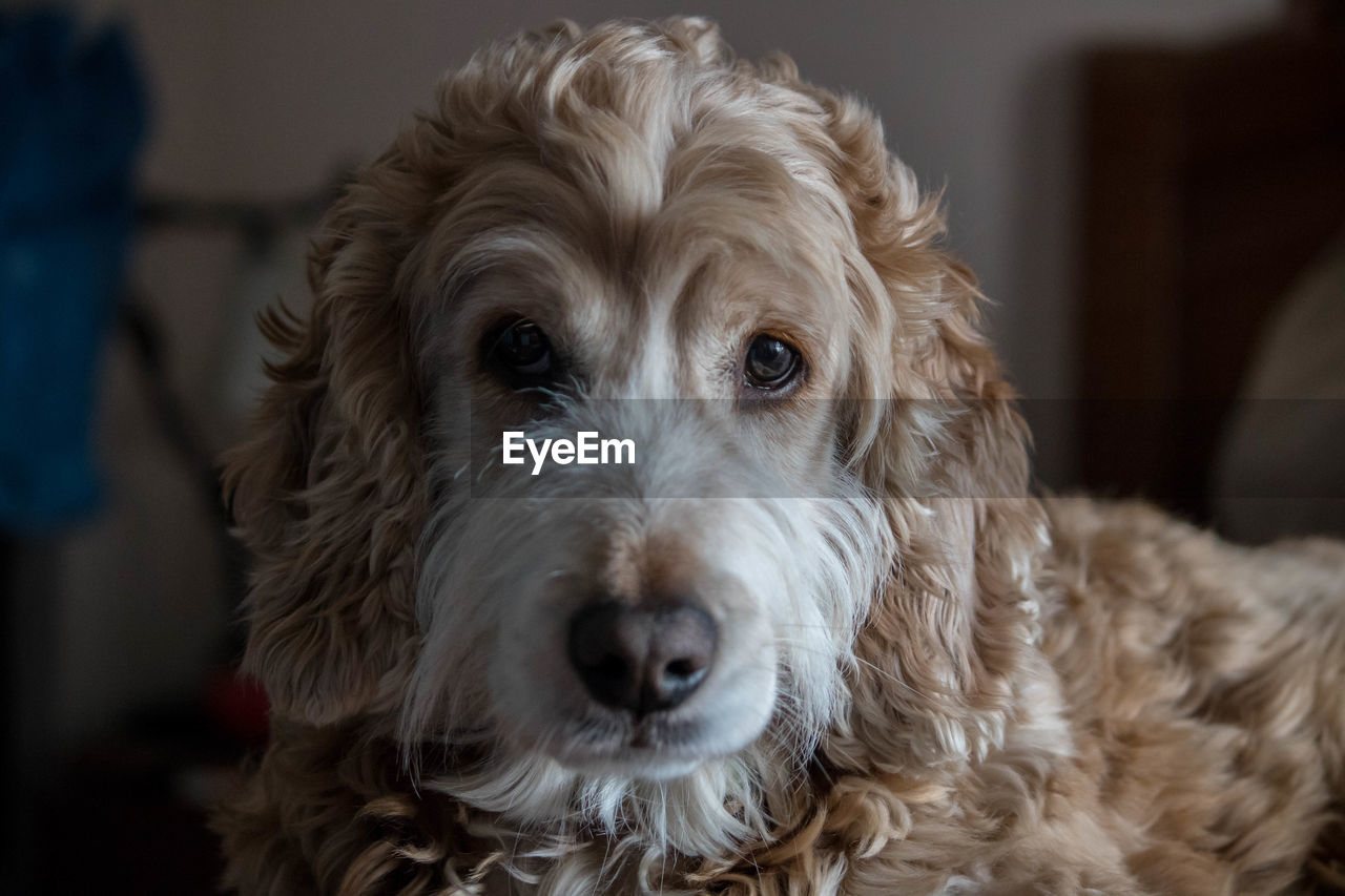 Close-up portrait of dog