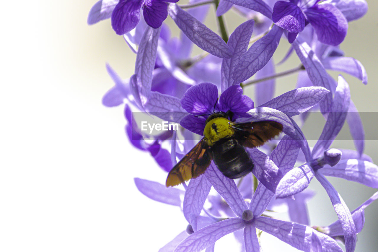 Close-up of bee pollinating on purple flower