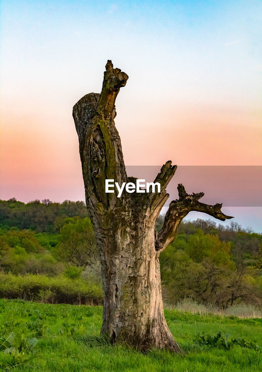 Close-up of tree trunk against sky during sunset