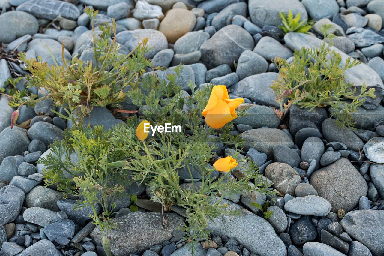 HIGH ANGLE VIEW OF FLOWERS ON ROCKS