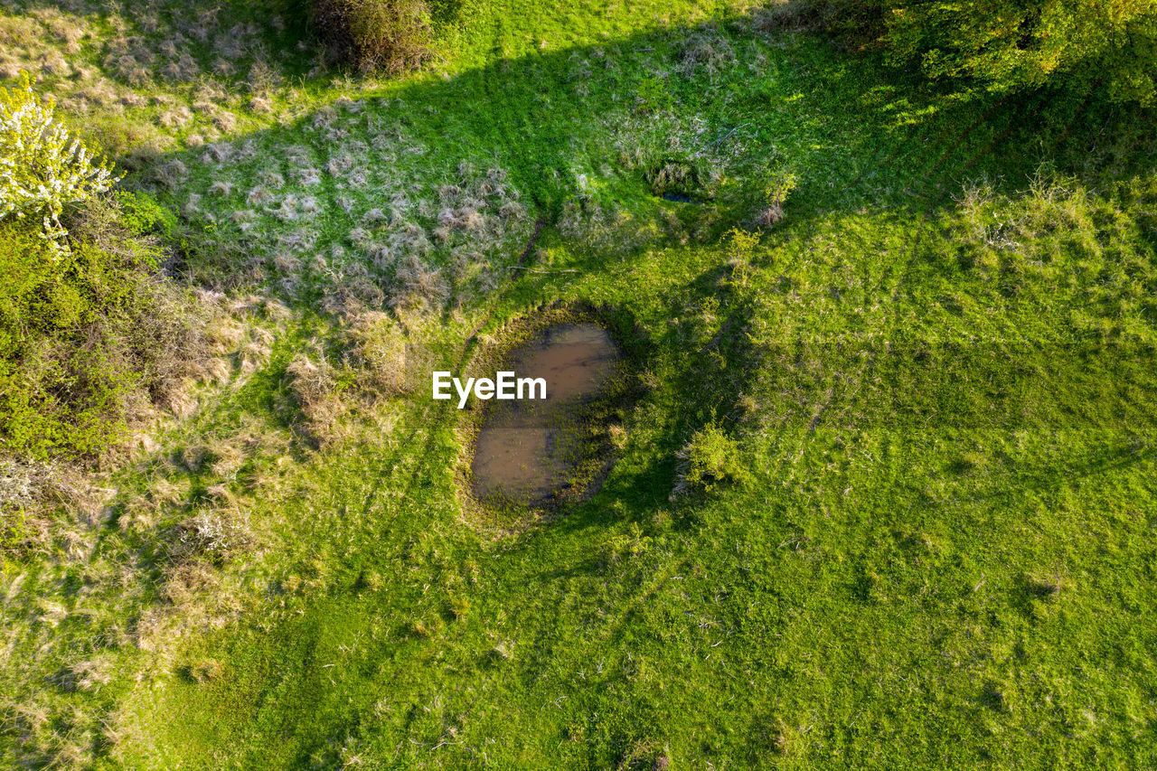 Aerial view of green pasture with small natural drinking ponds for buffalloes, transylvania, romania