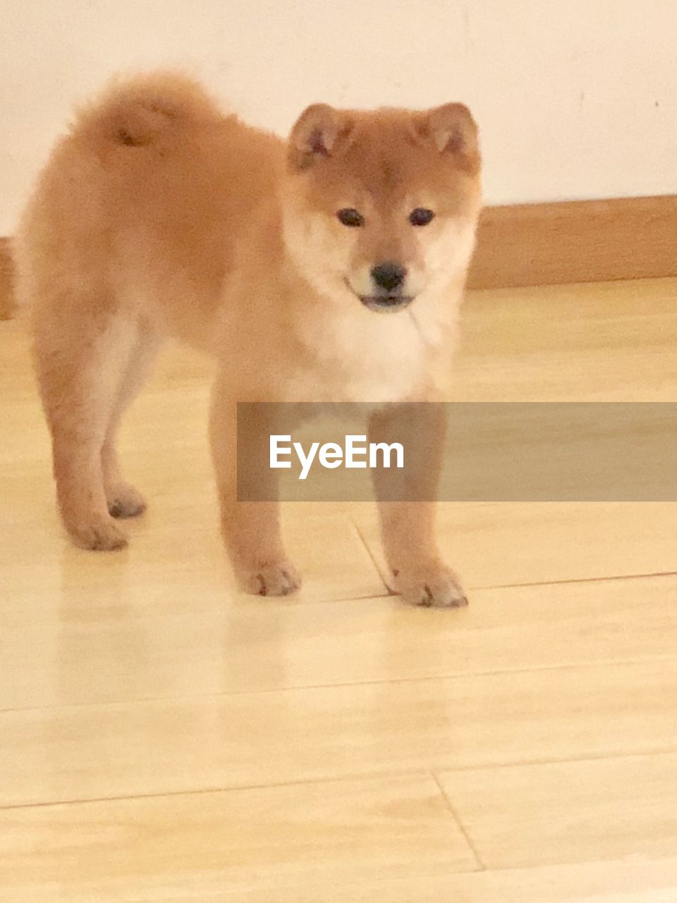 PORTRAIT OF DOG ON FLOOR