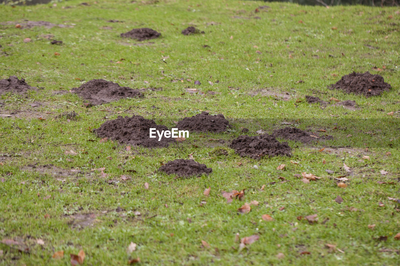FULL FRAME SHOT OF GREEN GRASS