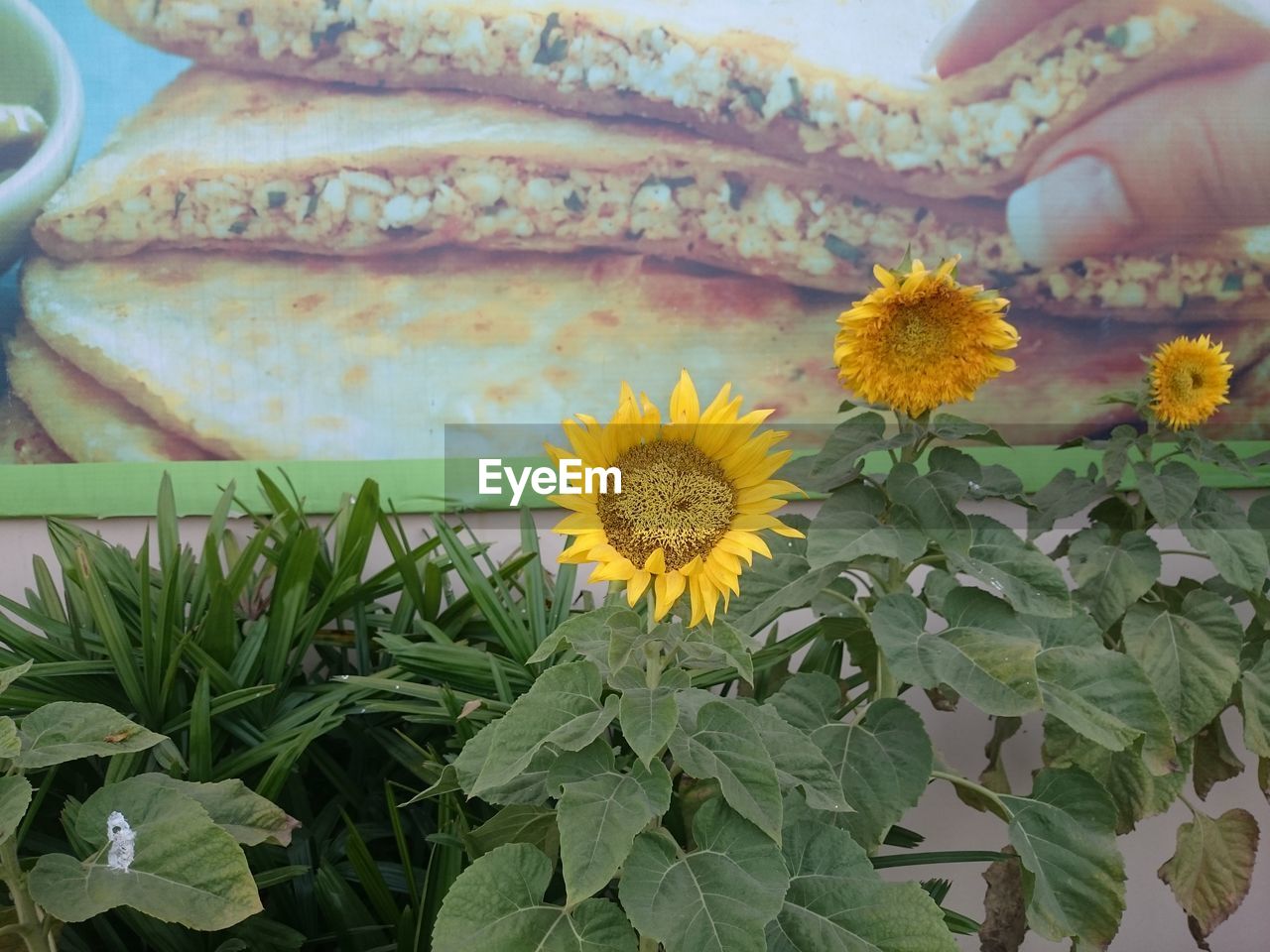 CLOSE-UP OF YELLOW FLOWERS BLOOMING