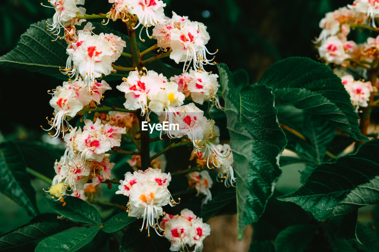 Chestnut blossom