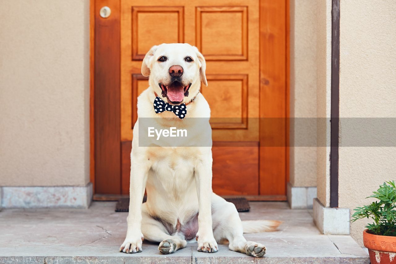 Portrait of dog sitting at doorway