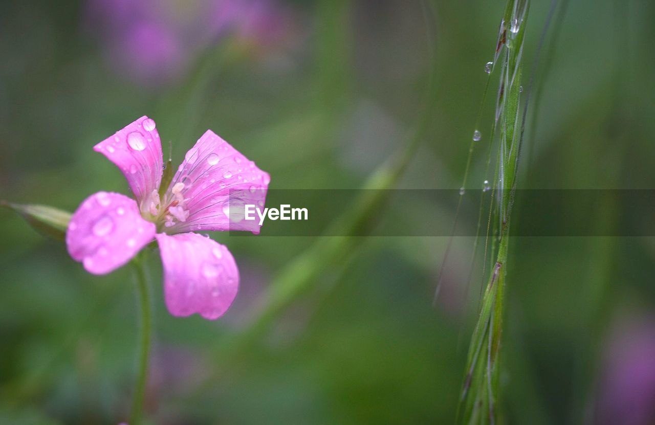 Close-up of water drops on pink flower