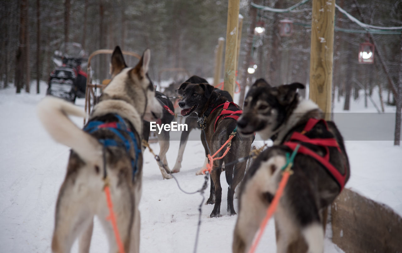 Siberian husky dogs in rovaniemi, finland