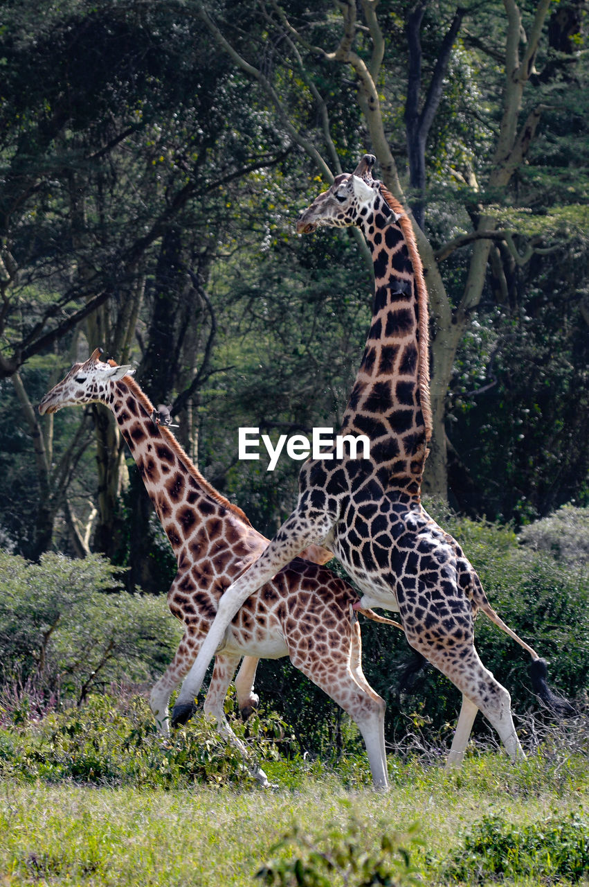 Giraffe mating while standing on field in forest