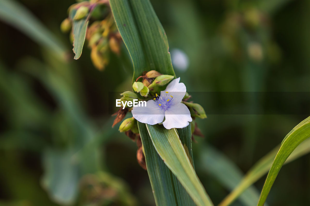 Close-up of purple flower on plant