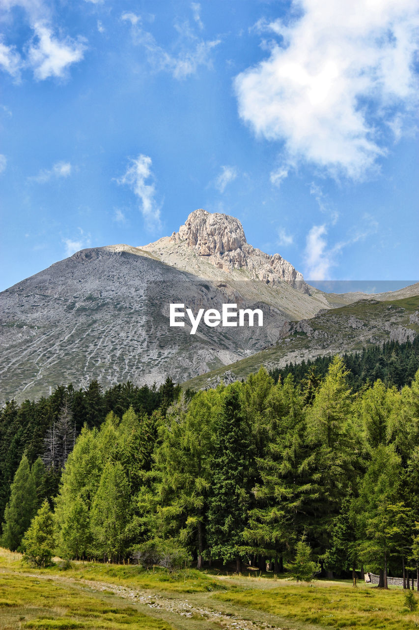 Tress on landscape against mountains