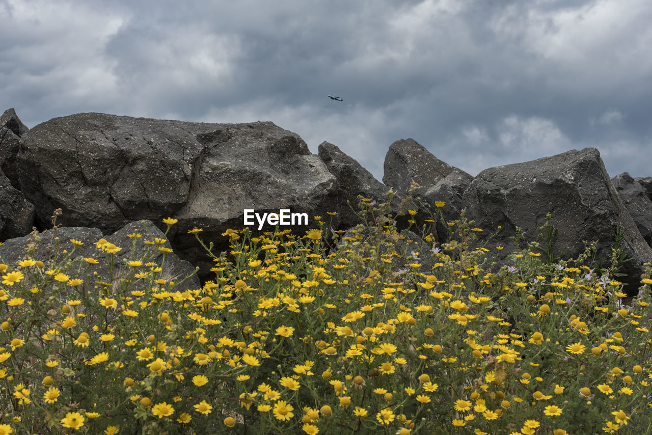 SCENIC VIEW OF YELLOW FLOWERING PLANTS AGAINST ROCKS