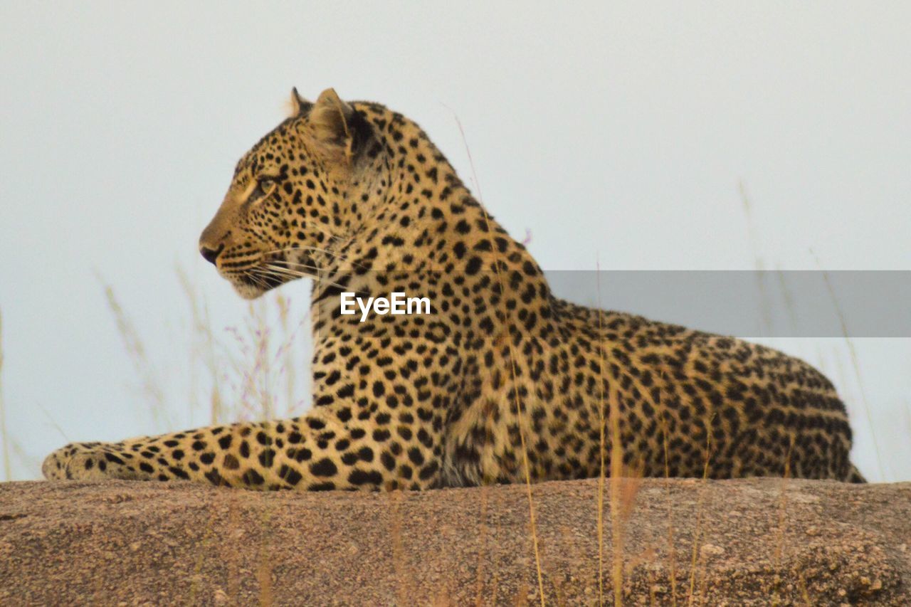 Close-up of leopard sitting outdoors