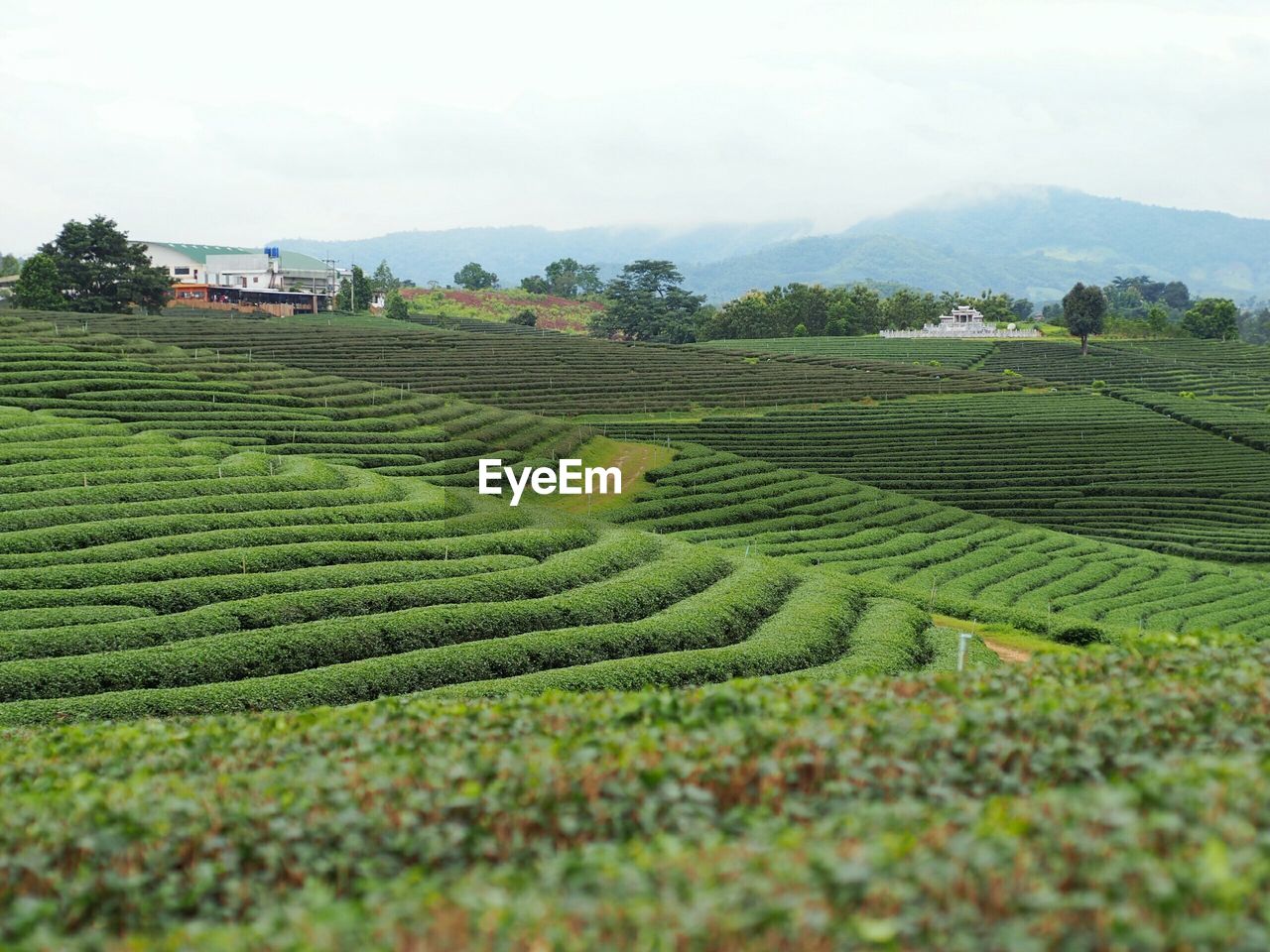 SCENIC VIEW OF RURAL LANDSCAPE