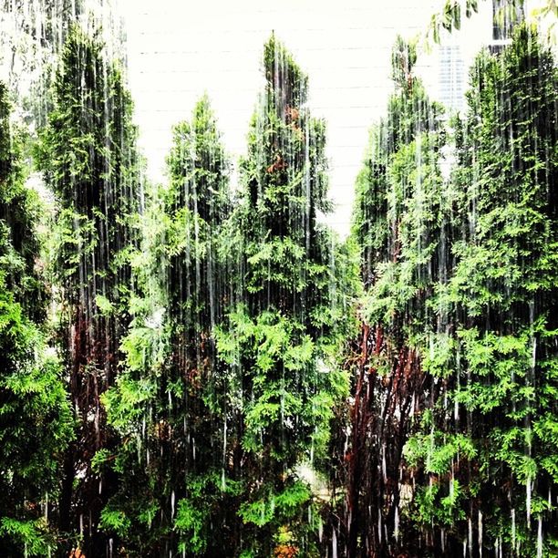 TREES GROWING IN PARK