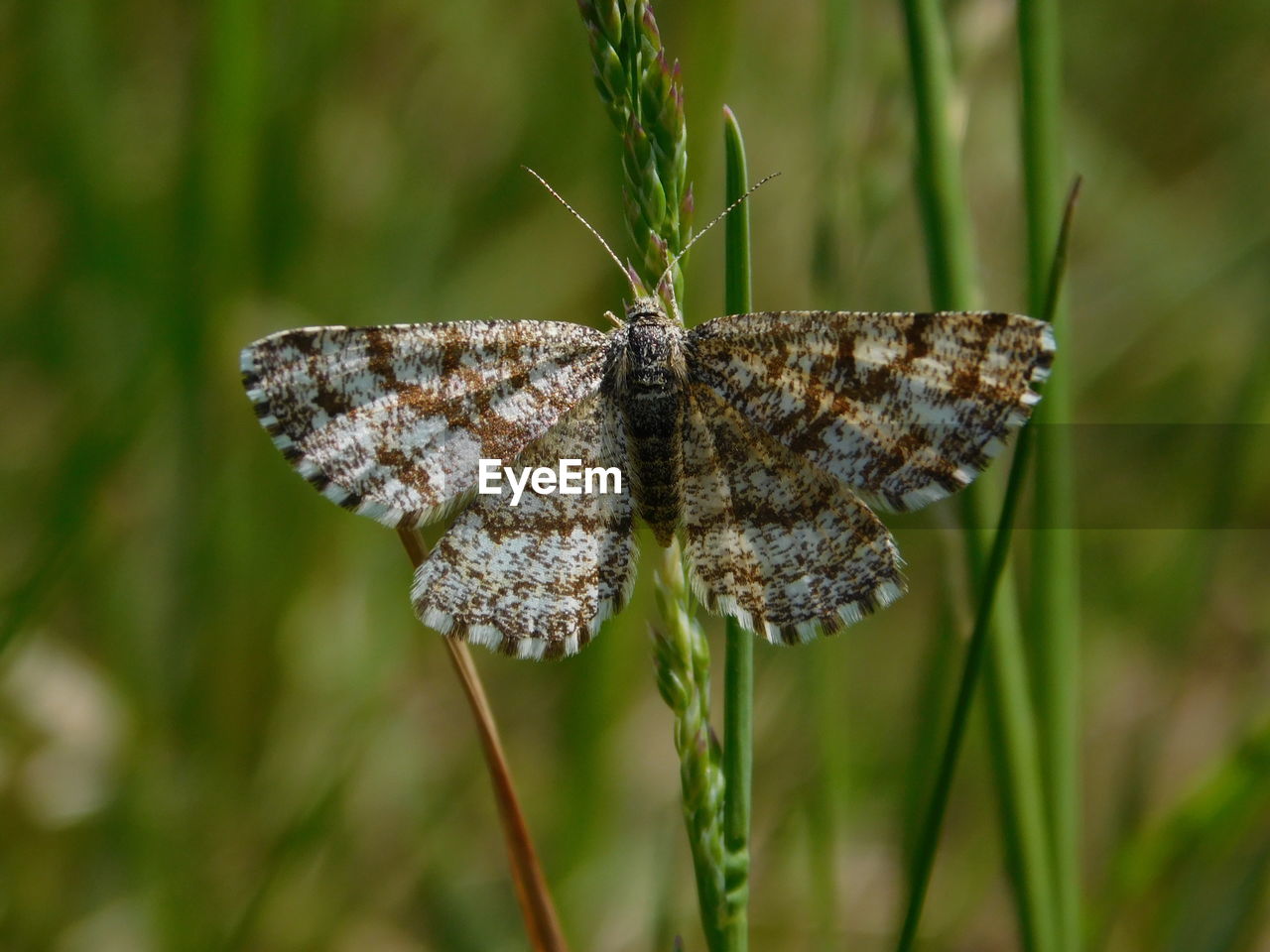 Close-up of butterfly on plant