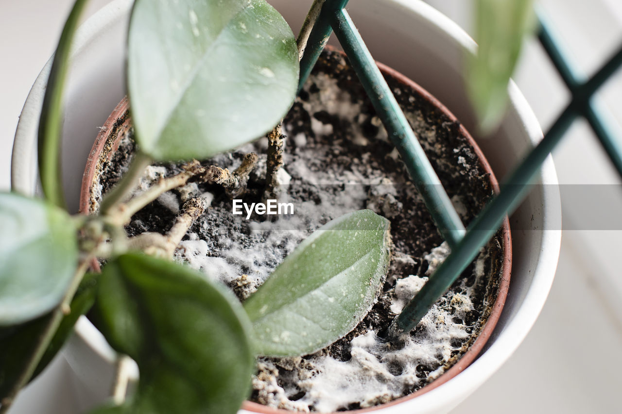 HIGH ANGLE VIEW OF FRESH POTTED PLANT IN PLATE