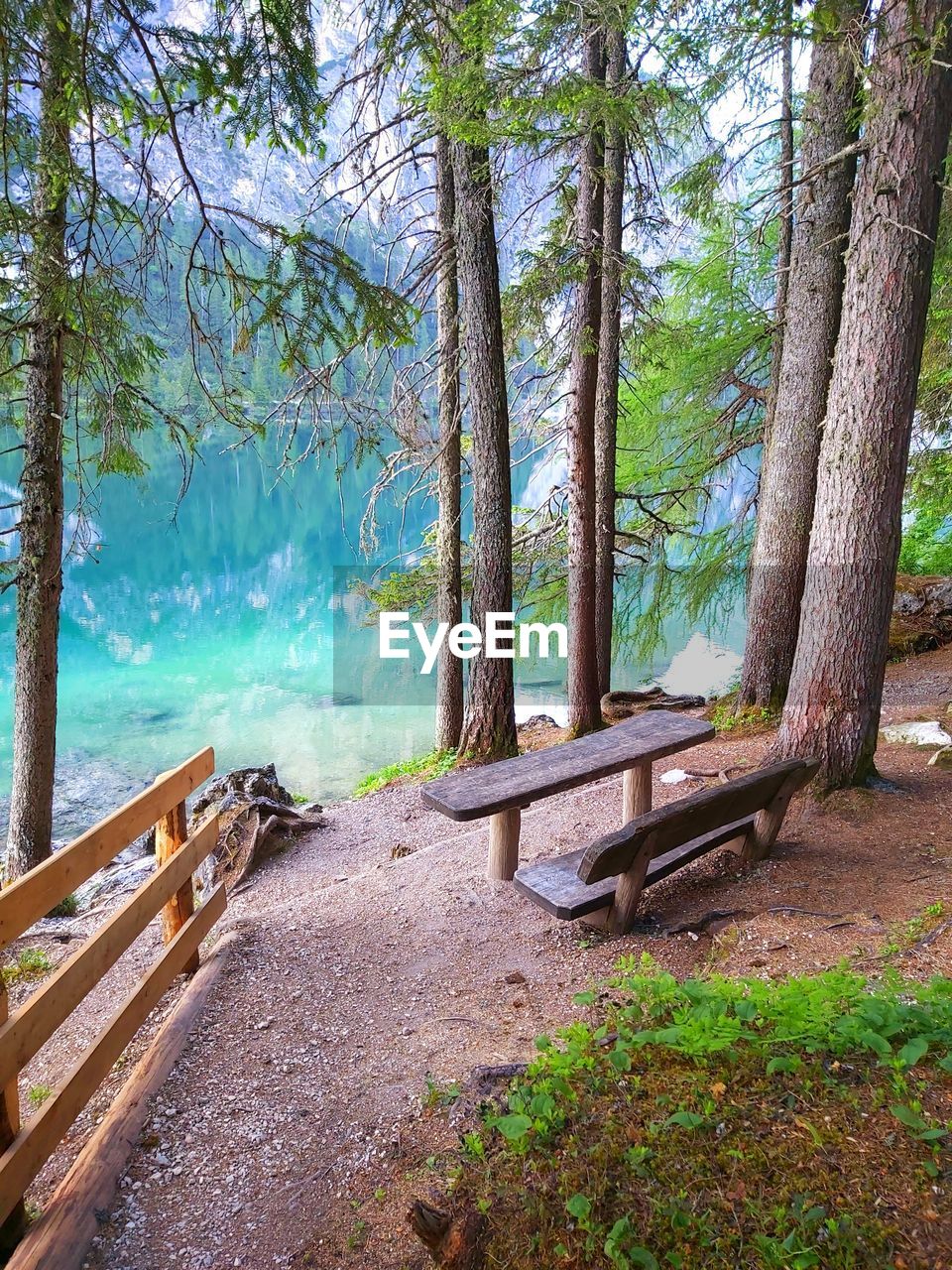 TREES AND PLANTS GROWING ON LAND IN FOREST