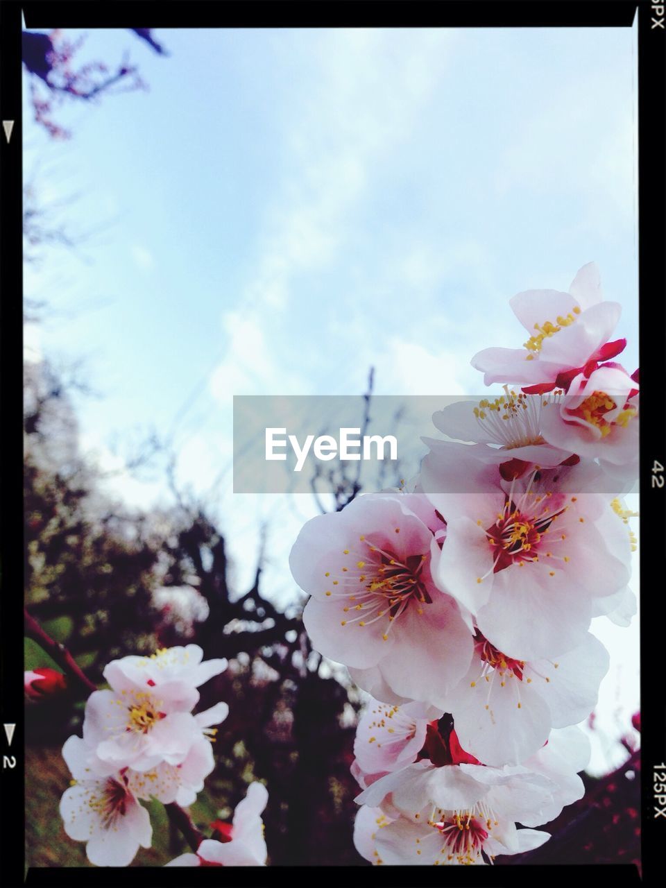 LOW ANGLE VIEW OF PINK FLOWERS BLOOMING ON TREE