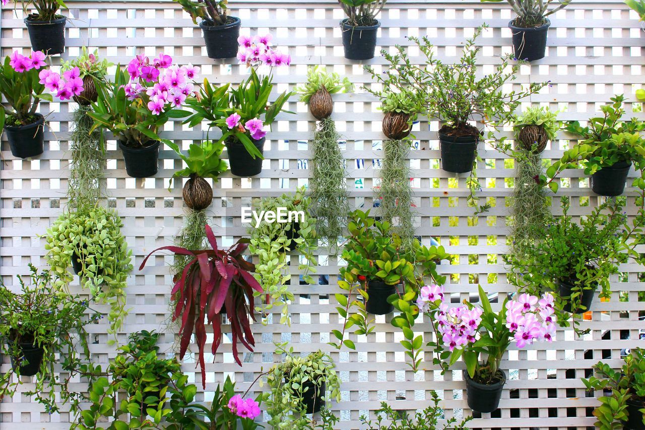 Potted plants hanging on fence