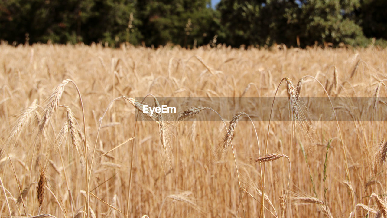 CLOSE-UP OF WHEAT FIELD