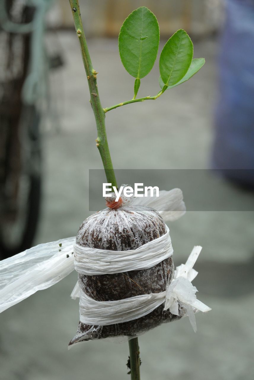 Close-up of polythene tied to plant