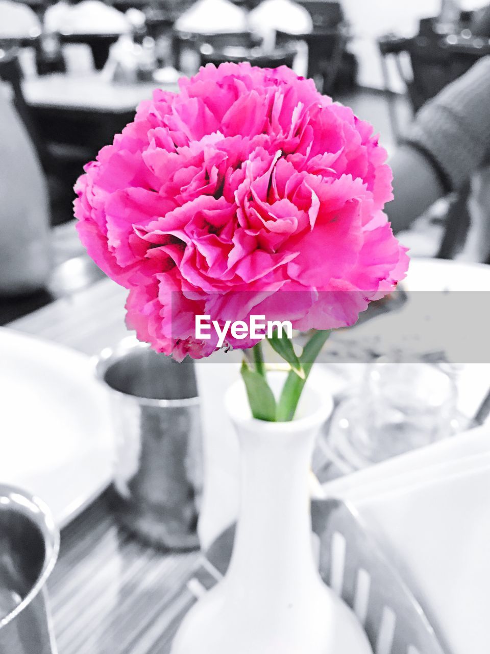 CLOSE-UP OF PINK ROSE IN VASE