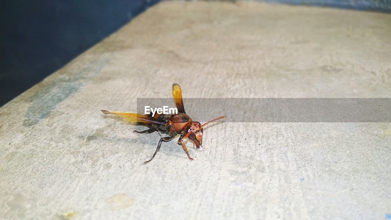 HIGH ANGLE VIEW OF GRASSHOPPER ON WOOD