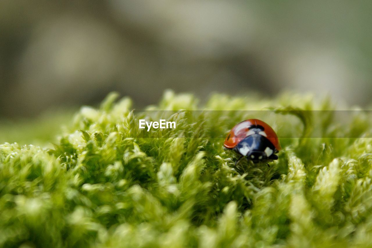 Close-up of ladybug on moss 