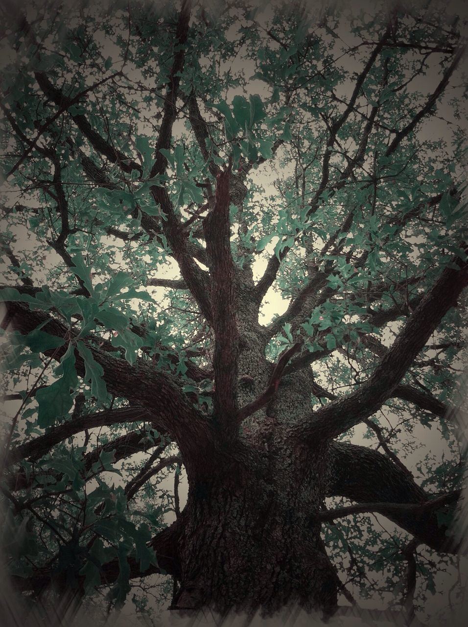 BARE TREES AGAINST THE SKY