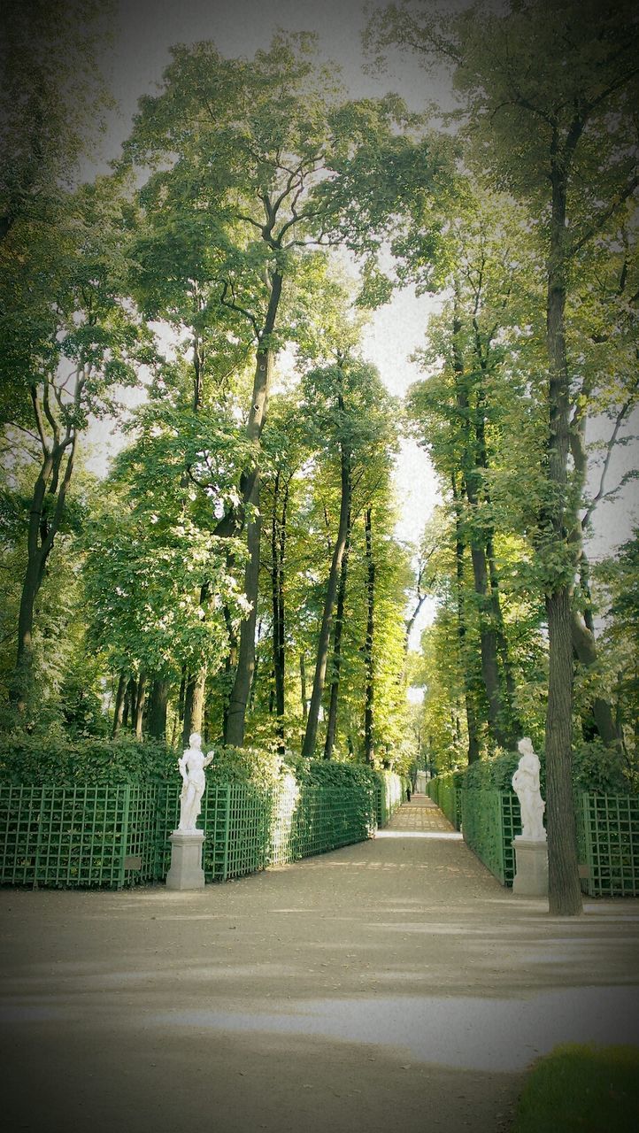 Footpath amidst trees in park