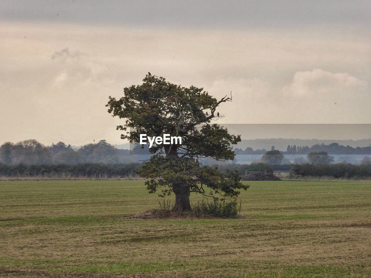 Tree on field against sky